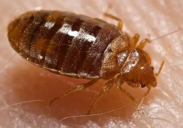 bed bug treatment torquay