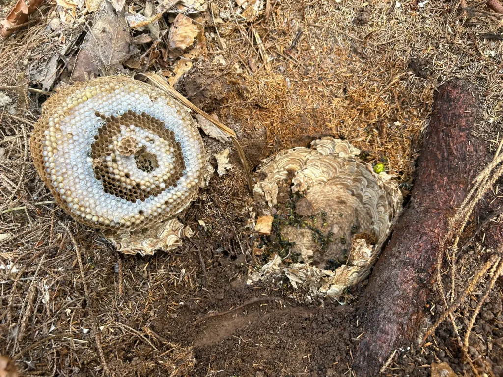 professional wasp nest removal newton abbot